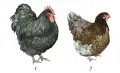 Орпингтон: 1 – петух, 2 – курица