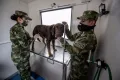 Ветеринарный осмотр служебной собаки Вооружённых сил Колумбии