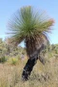 Травяные деревья. Xanthorrhoea australis