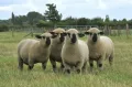 Овцы гемпширской породы