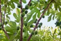 Фикусы. Инжир (Ficus сarica). Ветвь с плодами