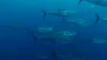 Обыкновенные тунцы в движении (Thunnus thynnus)