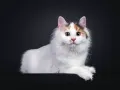 Ванская кошка. Морда