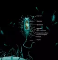Схема строения кишечной палочки (Escherichia coli)