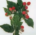 Малина (Rubus). Сорт 'Бальзам'