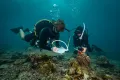 Описание подводного природного территориального комплекса исследователями-аквалангистами (Малайзия)