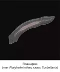 Плоские черви планарии (тип Platyhelminthes, класс Turbellaria)