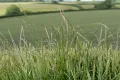 Злаковый травостой (пшеница, райграс)