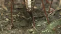 Самка кузнечика (Tettigoniidae) откладывает яйца