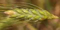 Пшеница двузернянка (Triticum dicoccum). Сорт 'Руно'