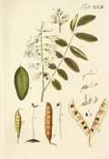 Робиния лжеакация (Robinia pseudoacacia). Ботаническая иллюстрация