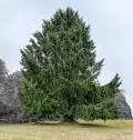 Ель ситхинская (Picea sitchensis)