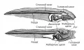 Схема строения главных внутренних органов головастика лягушки и асцидии