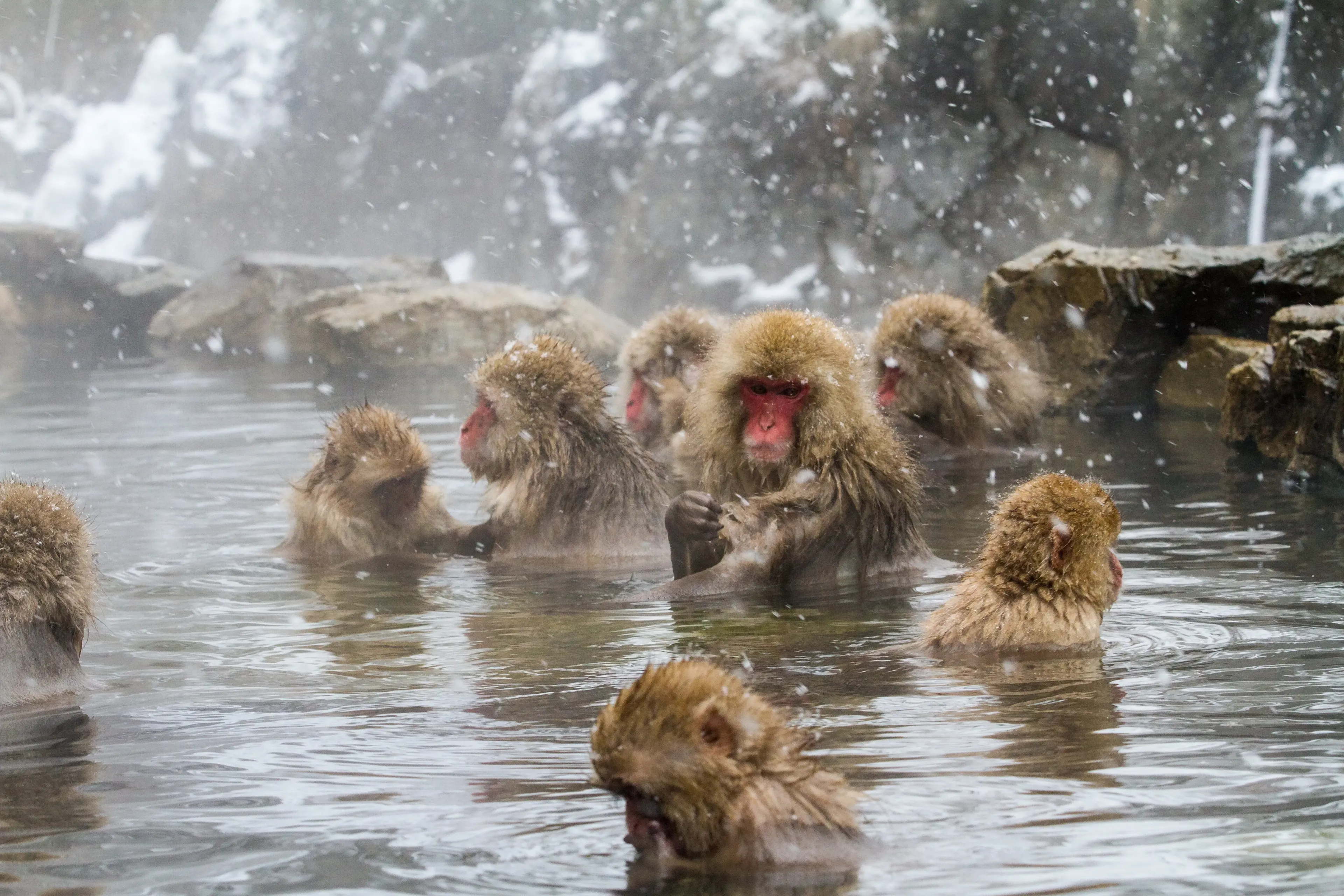 Животные купаются. Парк Джигокудани Япония. Парк снежных обезьян Дзигокудани. Макаки Джигокудани. Японские макаки в горячих источниках.