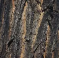 Тополь чёрный (Populus nigra). Кора