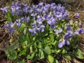 Фиалка душистая (Viola odorata)