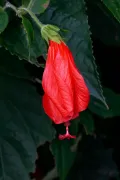 Мальвавискус древовидный (Malvaviscus arboreus). Цветок
