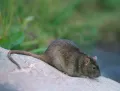 Серая крыса (Rattus norvegicus) 