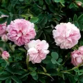 Роза дамасская (Rosa × damascena)