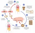 Схематическое изображение жизненного цикла свиного цепня