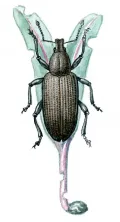 Серый свекловичный долгоносик (Tanymecus palliatus)