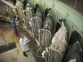 Автоматизированное доение коров. Молочная продуктивность