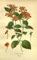 Лантана сводчатая (Lantana camara). Ботаническая иллюстрация