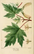Клён сахаристый (Acer saccharinum). Ботаническая иллюстрация