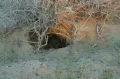 Барханная кошка (Felis margarita) в норе