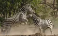 Бурчелловы зебры (Equus quagga). Драка