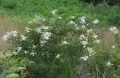Гортензия метельчатая (Hydrangea paniculata). Общий вид растения