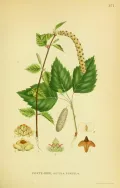 Берёза повислая (Betula pendula). Ботаническая иллюстрация