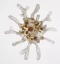 Амёба протей (Amoeba proteus)