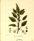 Щирица запрокинутая (Amaranthus retroflexus). Ботаническая иллюстрация