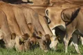 Кормление крупного рогатого скота зелёным кормом