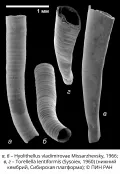 Изображения трубок хиолительминтов, полученные с помощью сканирующего электронного микроскопа