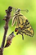 Махаон (Papilio machaon) 