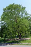 Берёза чёрная (Betula nigra)