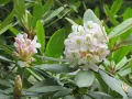 Рододендрон крупнейший (Rhododendron maximum). Соцветия