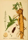 Фитолакка (Phytolacca). Ботаническая иллюстрация