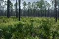 Субтропический сосновый лес с пальметто в подлеске на Примексиканской низменности (штат Джорджия, США)