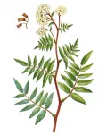 Рябинник сумахолистный (Sorbaria rhoifolia)
