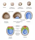 Строение зародыша и стадии гаструляции ланцетника на начальных стадиях развития