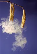 Пыление лещины обыкновенной (Corylus avellana)