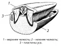 Расположение пластин китового уса в ротовой полости
