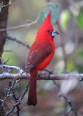 Пурпурный кардинал (Cardinalis phoeniceus). Самец