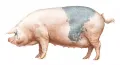 Свинья ливенской породы