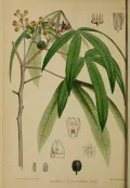 Маниок съедобный (Manihot esculenta). Ботаническая иллюстрация