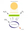 Упрощённая схема фотосинтеза