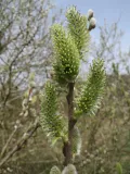 Ива пепельная (Salix cinerea). Женские соцветия